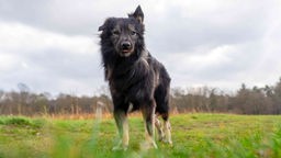 Hund mit langem schwarz-braunem Fell steht auf einer Wiese und schaut in Richtung Kamera 