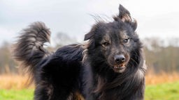 Hund mit langem schwarz-braunem Fell in Nahaufnahme 