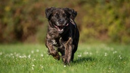 Ein Hund mit gestromtem Fell und weißen Flecken läuft hechelnd über eine Wiese 