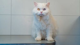 Katze mit langem weißen Fell und einem grünen und einem blauen Auge sitzt auf einem Schrank  