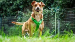 Brauner Hund mit einem grünen Halsband steht auf einer Wiese