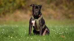 Ein Hund mit schwarzem Fell und weißem Abzeichen sitzt auf einer Wiese 