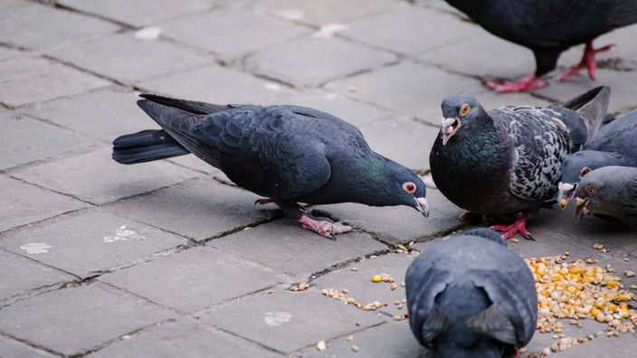 Tauben in der Stadt piken Maisfutter