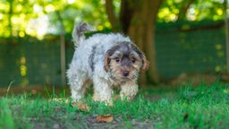 Grau-beige gestromter kleiner Hund mit wuscheligem Fell läuft durch einen Garten 
