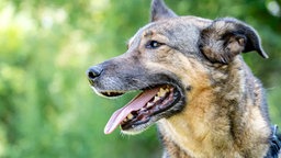 Ein Hund mit braun-schwarzem Fell in seitlichem Profil 