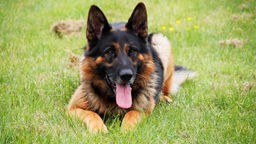 Braun-schwarzer großer Hund mit abstehenden Ohren liegt hechelnd auf einer Wiese