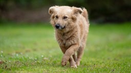 Kleiner hellbrauner Hund läuft über eine Wiese