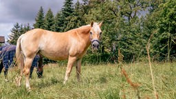 Pferd mit hellbraunem Fell steht auf einer Wiese und schaut in Richtung Kamera 
