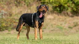 Ein großer Hund mit schwarz-braunem Fell steht hechelnd auf einer Wiese 