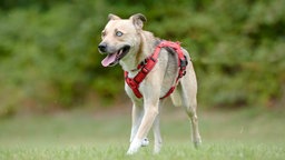 Ein Hund mit beige-grauem Fell und verschieden farbigen Augen läuft hechelnd über eine Wiese 