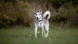 Hund mit silber-weißem Fell steht auf einer Wiese und schaut in die Kamera 