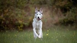 Hund mit eisblauen Augen und silber-weißem Fell auf einer Wiese 