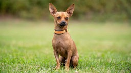 Ein Hund mit hellbraunem kurzem Fell sitzt auf einer Wiese 