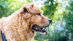 Ein Hund mit rotbraunem Fell und blauer Zunge in seitlichem Profil