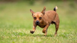 Ein kleiner Hund mit braunem Fell läuft über eine Wiese 