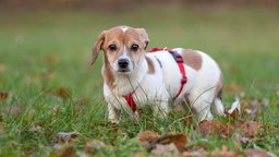 Ein kleiner Hund mit weiß-braunem Fell auf einer Wiese 