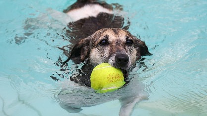 Hund im Wasser mit Ball in der Schnauze