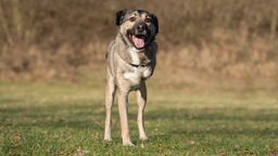 Dreibeiniger Hund mit beige-grauem Fell und weißen Flecken steht hechelnd auf einer Wiese 