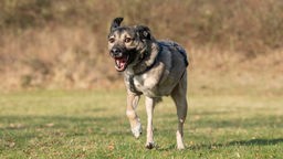 Dreibeiniger Hund mit beige-grauem Fell und weißen Flecken läuft hechelnd über eine Wiese 
