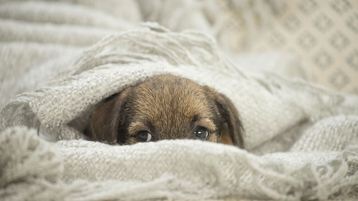Hund liegt versteckt unter Decken