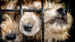 Drei Hunde drücken ihre Schnauzen dicht gedrängt an Gitterstäbe