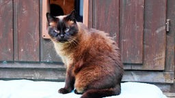 Schwarz-braune schielende Katze mit blauen Augen 