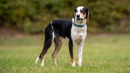 Ein großer Hund mit dreifarbigem Fell und blauem Halsband steht auf einer Wiese 