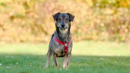 Ein Hund mit braunem Fell und rotem Geschirr steht auf einer Wiese und schaut in die Kamera 