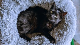 Eine schwarze Katze liegt in einem grauen plüschigem Körbchen