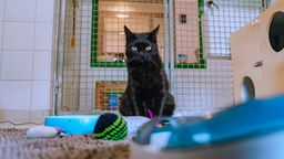Eine schwarze Katze sitzt in einem Katzenzimmer im Tierheim, vor ihr liegt Spielzeug