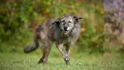 Hund mit braun-grauem Fell läuft über eine Wiese und schaut in Richtung Kamera