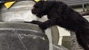 Schwarzer großer Hund sucht nach etwas zwischen Trümmern 