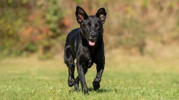 Schwarzer Hund mit braunen Augen läuft über eine Wiese