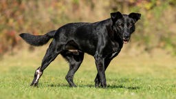 Schwarzer Hund mit braunen Augen steht seitlich auf einer Wiese