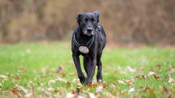 Eine Hündin mit schwarzem Fell auf einer Wiese 