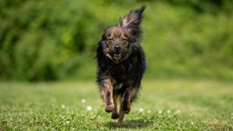 Hund mit dunkelbraunem langem Fell läuft über eine Wiese 