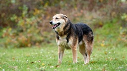 Ein Hund mit schwarz-braunem Fell auf einer Wiese 