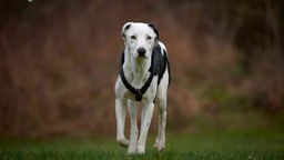 Großer schlanker Hund mit weißem Fell und schwarzen Flecken steht auf einer Wiese 
