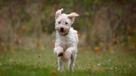 Kleiner weißer Hund mit zotteligem Fell läuft hechelnd über eine Wiese 