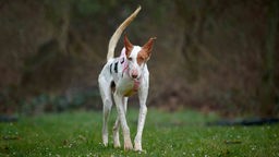 Sehr dünner Hund mit weißem Fell und braunen Flecken läuft über eine Wiese 