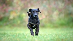 Schwarzer kleiner Hund rennt über eine Wiese 