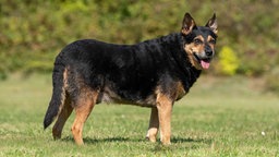 Ein Hund mit schwarz-braunem Fell steht seitlich auf einer Wiese 