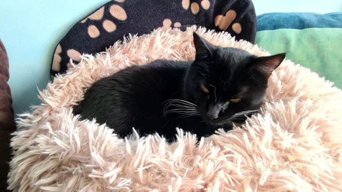Katze mit schwarzem Fell liegt auf einem beigefarbenen Kissen