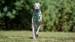 Großer schlanker Hund läuft hechelnd über eine Wiese 