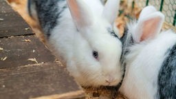 Zwei Kaninchen mit schwarz-weißem Fell in Nahaufnahme 
