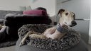 Ein cremefarbener Hund liegt in einem grauen flauschigen Körbchen, im Hintergrund ist eine dunkelgraue Couch