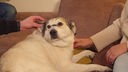 Ein großer weißer Hund mit grau-braunen Details liegt auf einer Couch und wird gestreichelt