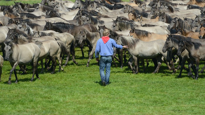 Dülmener Wildpferdefang