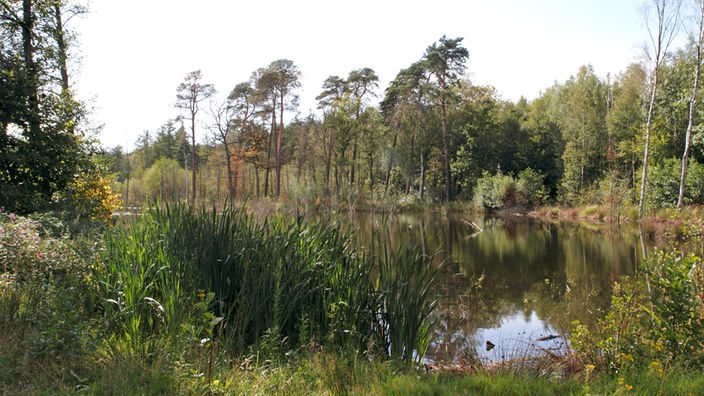 Naturschutzgebiet Kirchheller Heide 