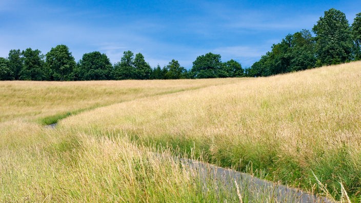 Eine Sommerwiese im Siegerland, NRW, 